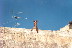 A perfect vantage point: Kelb tal-Fenek on the roof of a Maltese farmhouse